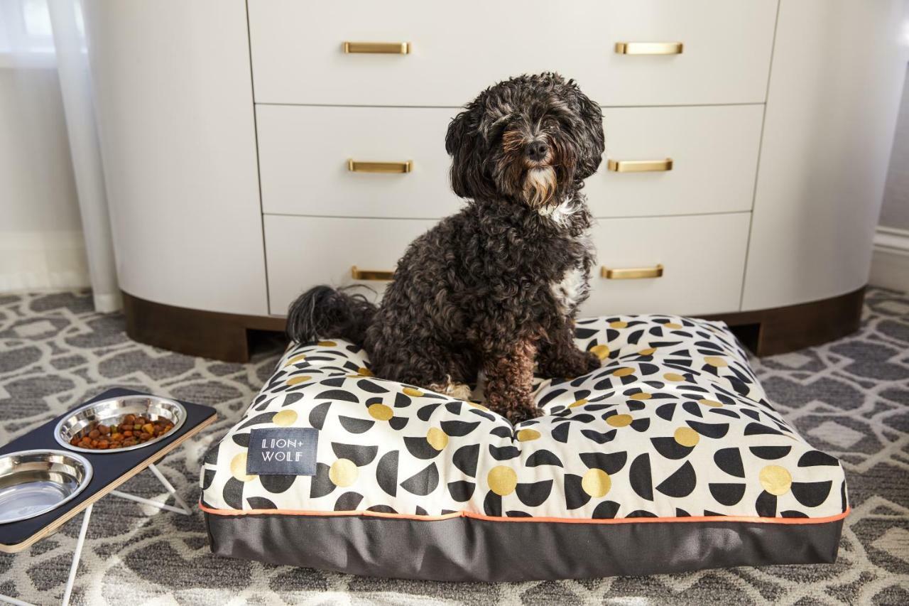 The Whitney Hotel Βοστώνη Εξωτερικό φωτογραφία A dog on a dog bed
